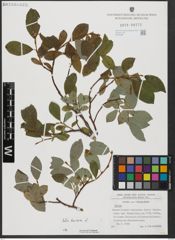 Foto von Salix hastata L.